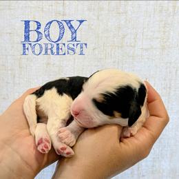 Forest - Tri-color male Bernedoodle puppy in Cambridge, Minnesota from Country Meadow Doodles