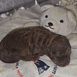 Leia - Brown merle female Aussiedoodle puppy in Cumberland, Rhode Island from W Doodle Crew