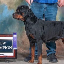Nelly - Rottweiler