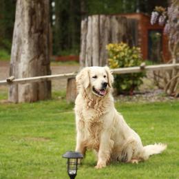 Hannah - Light golden female Golden Retriever puppy in Spanaway, Washington from 11 Oaks Kennels