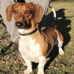 Dachshunds from Mercy and Vics  Dachshunds