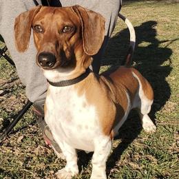 Dachshunds from Mercy and Vics  Dachshunds