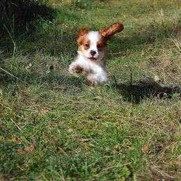 Cavalier King Charles Spaniel Puppies from Halloweentown cavaliers