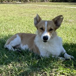 Pickles - Cardigan Welsh Corgi
