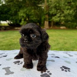 Ivory - Black female Shih Tzu puppy in Wakefield, Rhode Island from Shih Tzu Companions in Rhode Island