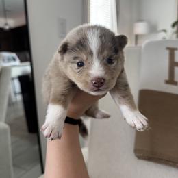 Pomsky Puppies from Velvet Pomskies
