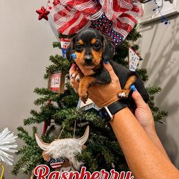 Raspberry - Black and tan female Dachshund puppy in Waco, Georgia from Huff Family Doxies & Doodles