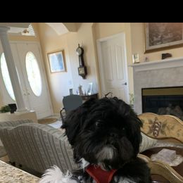 Shih Tzu Puppies from Precious to the world Shih Tzu’s