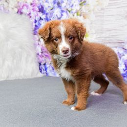Bunk Bed :  Boy 1 TOY - Red tri male Miniature Australian Shepherd puppy in Orlando, Florida from iHeart Mini Aussies