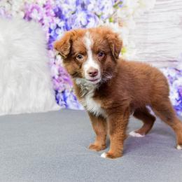Bunk Bed :  Boy 1 TOY - Red tri male Miniature Australian Shepherd puppy in Orlando, Florida from iHeart Mini Aussies