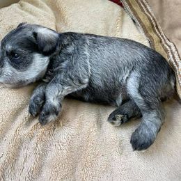 Miniature Schnauzer Puppies from Hill Country Schnauzers