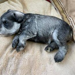 Miniature Schnauzer Puppies from Hill Country Schnauzers
