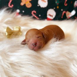 Ginger snap - Red  female Goldendoodle puppy in Greenville, South Carolina from Lulu’s Doodles