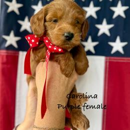 Caroline - Red  female Goldendoodle puppy in Springville, Utah from JW Doodles