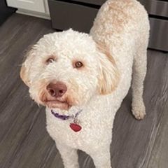 Double Doodles and Poodles from Southern Country Kennels