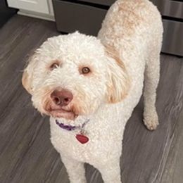 Double Doodles and Poodles from Southern Country Kennels