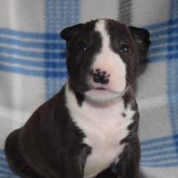 Miniature Bull Terrier Puppies from Rossi River Minibulls