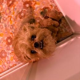 Girl 4 - Red female Brussels Griffon puppy in Ogden, Utah from Shelly's Brussels Griffons