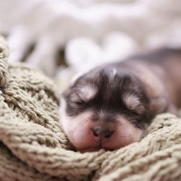 Siberian Husky Puppies from Hill Top Huskies
