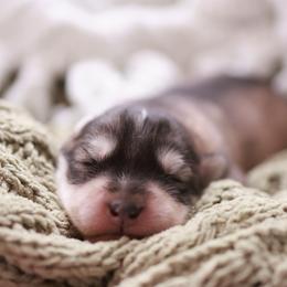 Siberian Husky Puppies from Hill Top Huskies