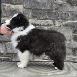 Shetland Sheepdog Puppies from Therese Walters