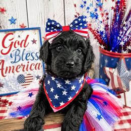 Grey collar - Black female Goldendoodle puppy in Aurora, Illinois from Chicago Goldendoodles