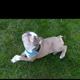 Boston Terrier Puppies from SB Bostons