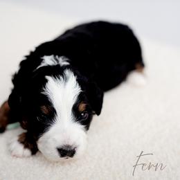 Girl 1 - Tri-color female Bernedoodle puppy in Athens, Alabama from Brewing Doodles
