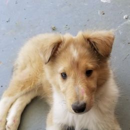 Collies from Bayou Collies
