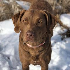 Taboo  - Chesapeake Bay Retriever