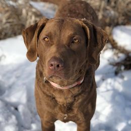 Taboo  - Chesapeake Bay Retriever