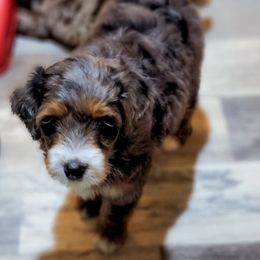 Assorted Doodle Crosses Puppies from Do Wah Diddy Doodles