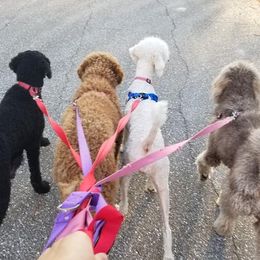 Double Doodles and Goldendoodles from Loving Breeds