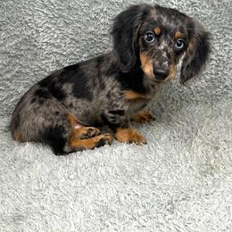 Luke - Dapple male Dachshund puppy in Smithville, Oklahoma from Bristy’s Pampered Pups