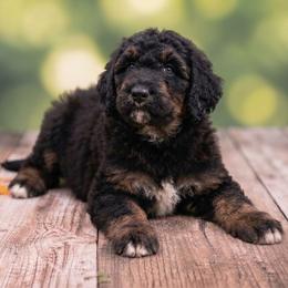 Wanda ( Scarlet Witch) - Phantom female Poodle puppy in Lecanto, Florida from Lecanto Puppy