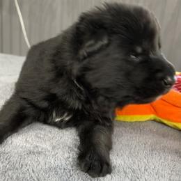 Boy 1 grey - Bi-color male German Shepherd puppy in Sharon Grove, Kentucky from Julie’s Shepherds