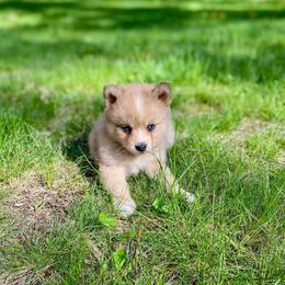 Macaron - Merle male Pomsky puppy in Sanbornton, New Hampshire from Kristie’s Husky Haven