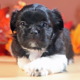Colt - White male Mi-Ki puppy in Wales, Wisconsin from Phantastic Mi-kis