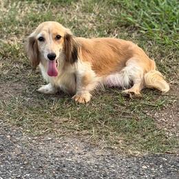 Sally - Dachshund