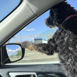 Aussiedoodles and Bernedoodles from Sleepy Hollow Mountain Doodles