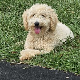 Memphis - Goldendoodle