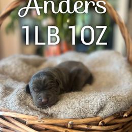 Anders - Charcoal male Dilute Retriever puppy in Puyallup, Washington from 12 Door Farm Labradors