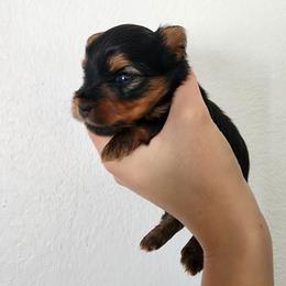 Yorkshire Terrier puppies from Pretty Li'l Yorkies