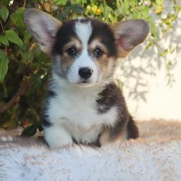 Hank - Black and tan male Pembroke Welsh Corgi puppy in Caliente, California from Rafter Cross 7