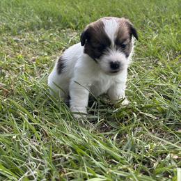 Sassy X Bruno Female 1 - White and tan female Russell Terrier puppy in Ocala, Florida from Jumping Jacks Russells