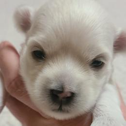Havanese from Bella's Babies