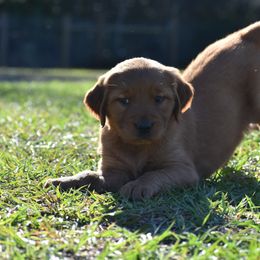 Golden Retriever Puppies from Earley Goldens