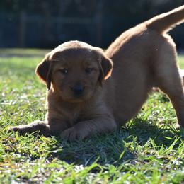 Golden Retriever Puppies from Earley Goldens