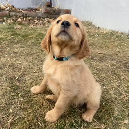 Golden Retrievers from Lakes Area Golden Retrievers