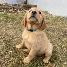Golden Retrievers from Lakes Area Golden Retrievers
